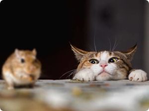 Le chat et la souris